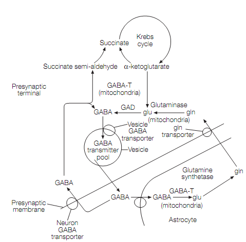 494_Inhibitory amino acids 1.png